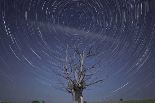 Chêne d'étoiles.jpg