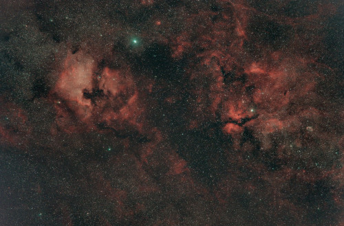 Cygne-red1.jpg